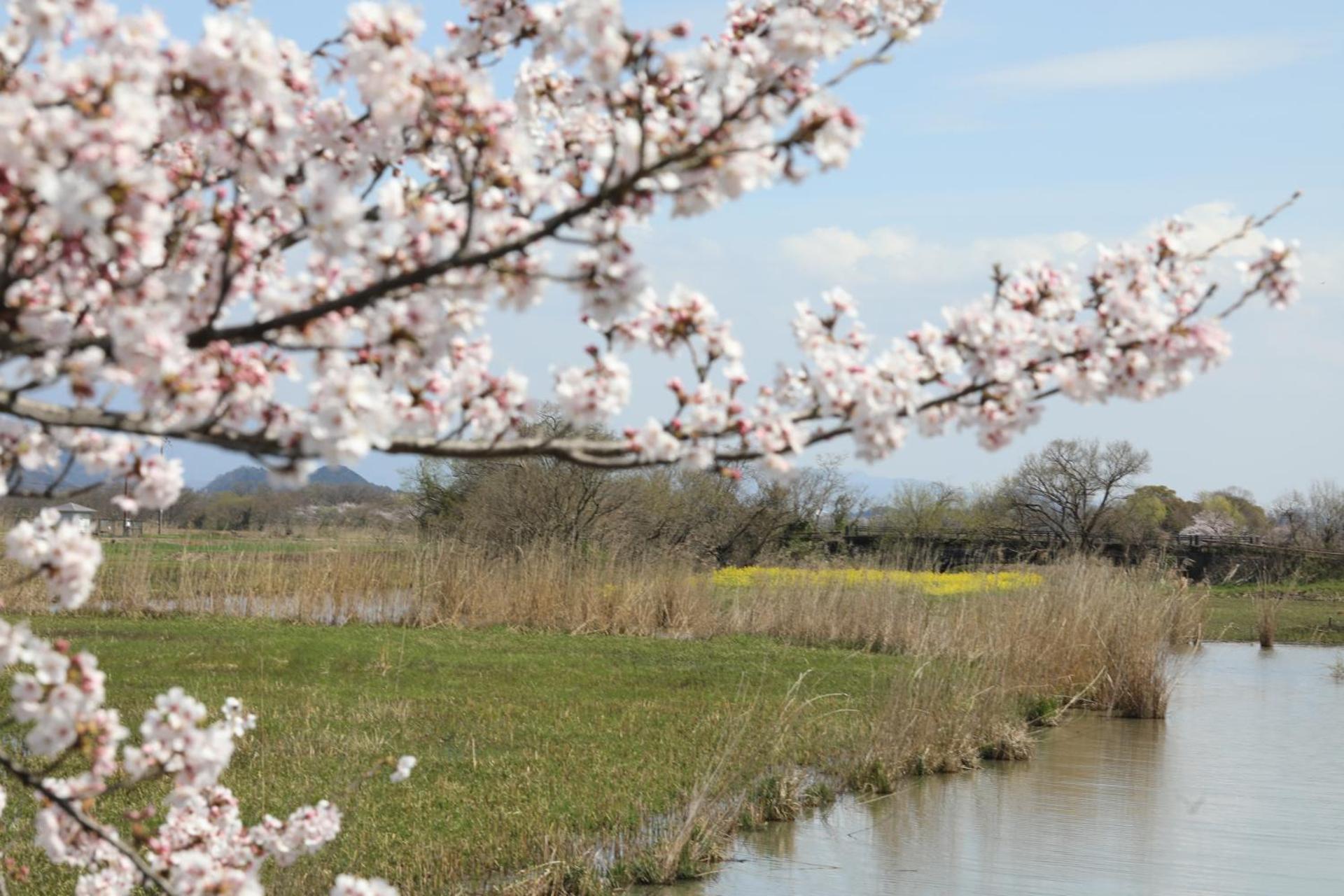 ゲストハウス桜 Guest House Sakura 便利な立地 貸し切り Omihachiman Exterior photo